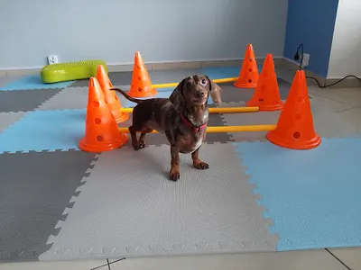 Puchatek. Przychodnia weterynaryjna